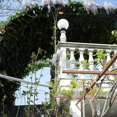 Miodrag * Podglavica